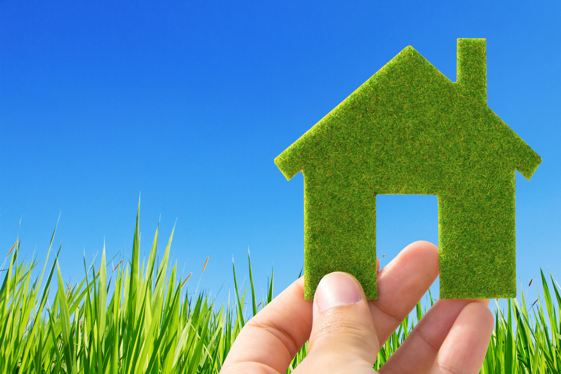 What to look for when buying green What to look for when buying green